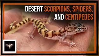 Looking for Centipedes, Scorpions, and Spiders in the Desert