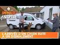 L arrive dun chien suite  un signalement pour maltraitance  animaux a adopter