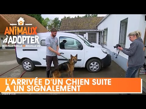 Vidéo: Adopter Un Animal Avec Des Antécédents De Maltraitance : Ce Que Vous Devez Savoir