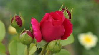 You Mean Everything To Me - Neil Sedaka: with Lyrics(가사번역) You Mean Everything To Me - Neil Sedaka: with Lyrics(가사번역)