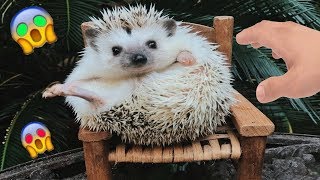 ЕЖИК ВИДЕО смешные животные ОЗВУЧКА ! ЕЖИК ВИДЕО смешные животные ОЗВУЧКА !