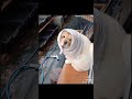 雨でお散歩に行けなくて悲しむチャウチャウ