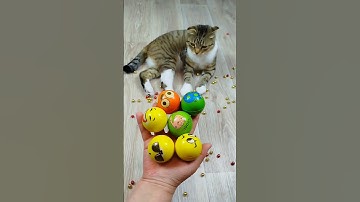 Cat Barsik Beads 🔴🟡 Balls Reverse video #funnyreversecat #cat #funny