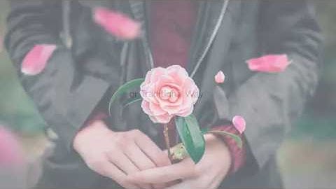 ParaLight | After Effects Script for Parallax/2.5D Animation - After Effects Template