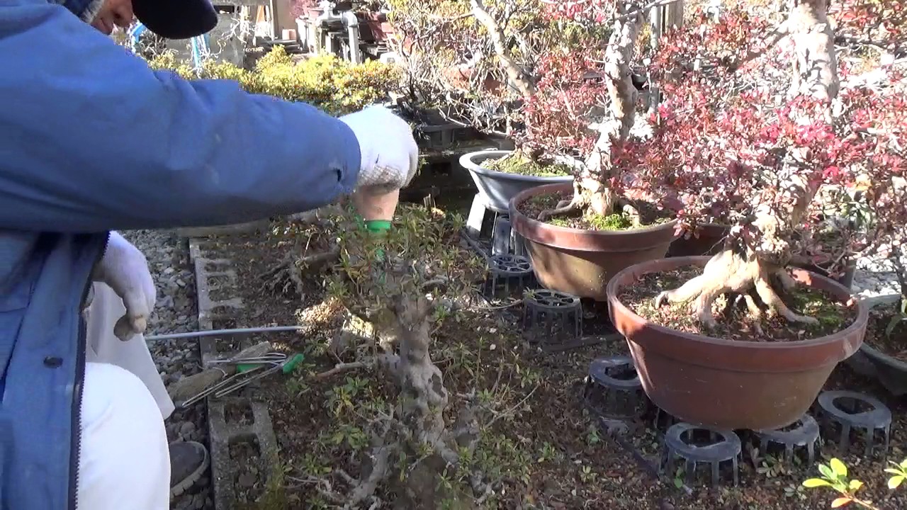 Bonsai daily trimming. Washing the tree, and paste the adhesive for not