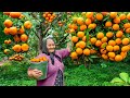 Harvesting A Lot of Fresh Tangerines and Making Jam and Cake for Winter!