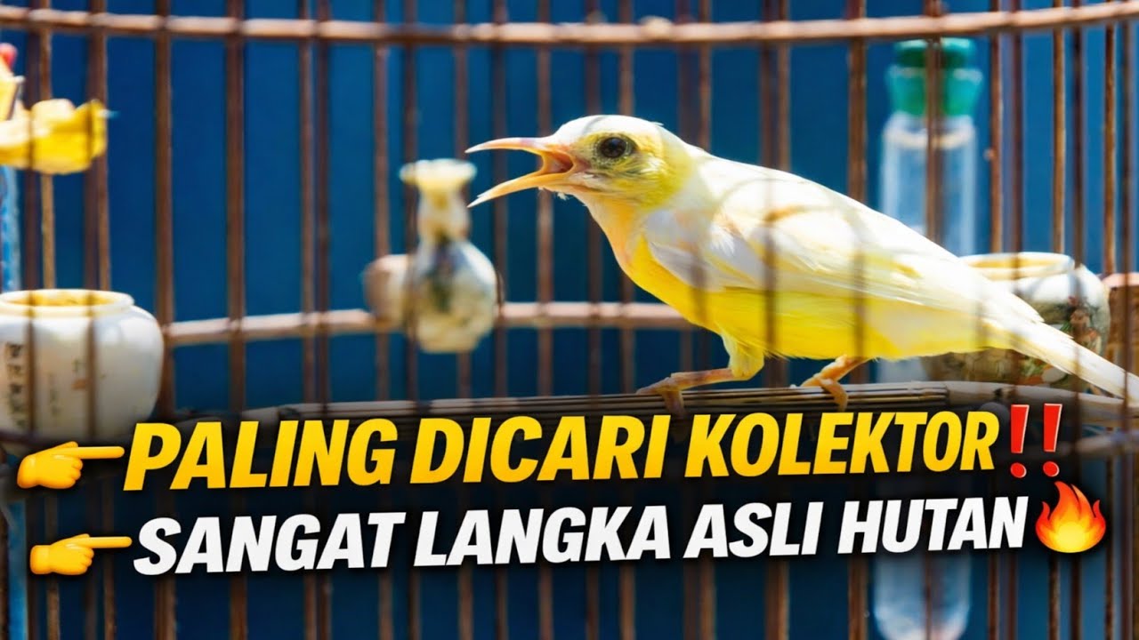 CUMA MAS JOKO‼️ PUNYA BURUNG LANGKA ASLI HUTAN🔥 PALING DICARI KOLEKTOR INDONESIA