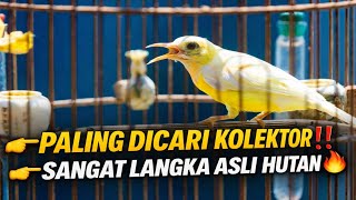 CUMA MAS JOKO‼️ PUNYA BURUNG LANGKA ASLI HUTAN🔥 PALING DICARI KOLEKTOR INDONESIA