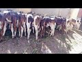 40 Ш Ш Щ Ш Ш ШЁШ Щ ЩЉ ШіЩ Ш Щ Ш ШЄ Ш Ш Щ ЩЉЩ рџђ рџђ рџђ рџђ 01014035351 40 Ш Ш Щ Ш Ш ШЁШ Щ ЩЉ ШіЩ Ш Щ Ш ШЄ Ш Ш Щ ЩЉЩ рџђ рџђ рџђ рџђ 01014035351