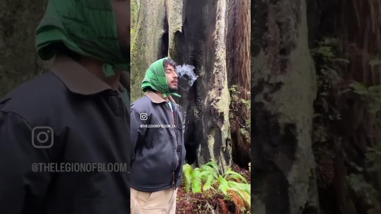 Legion of Bloom Award-Winning California Sauce Cartridge!