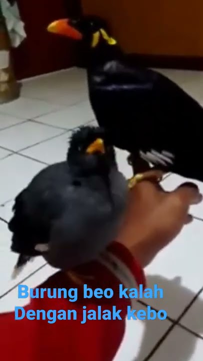 burung beo kalah dengan jalak kebo