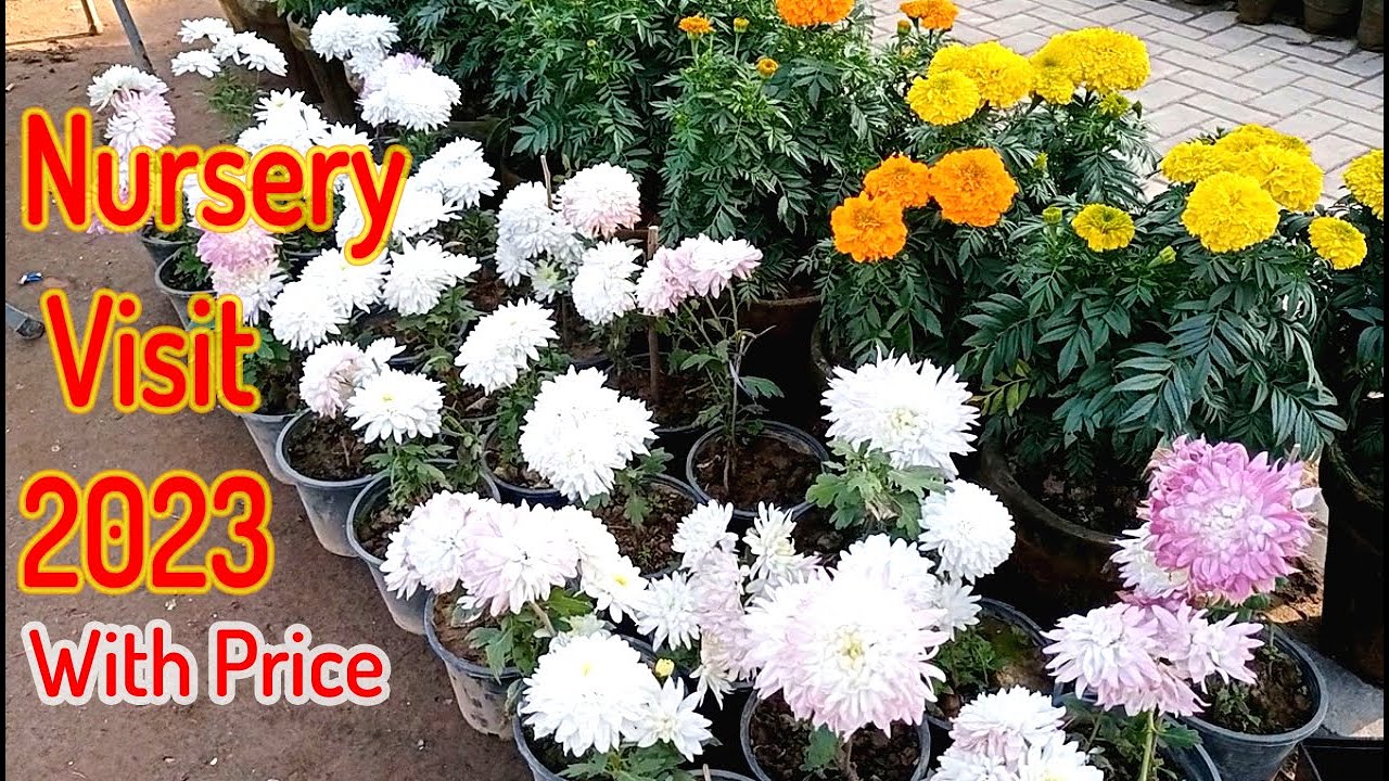 Nursery Visit with price, Nursery Tour Islamabad Pakistan YouTube