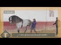 Los mejores caballos para la doma y el rejoneador Jero Vázquez