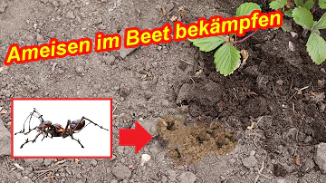 Sind Ameisen im Gemüsebeet schlimm?