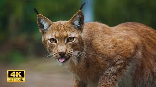 (4K) Animal Discovery, The Lynx! #animals #nature #wildlife #explore #4k