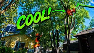 Tree Removal Like You've Never Seen It!