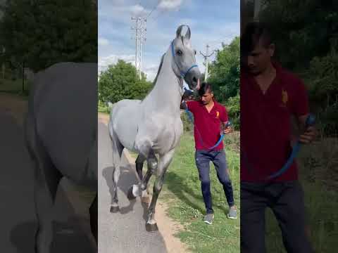 الخيل الهندية خيل ترند السعودية