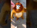 Funny Animals' Activities #funny #memes