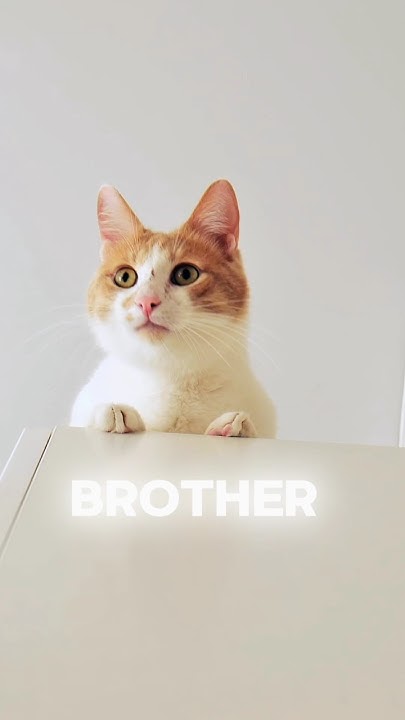 Who is the inventor of the algorithm? #islamic #podcast #cat - YouTube