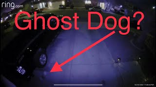 Ghost Dog?