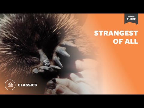 Strangest of All
