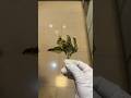 穿回s码的快乐水 #健康 #食疗小妙招 #养生茶 #三伏天 #薄荷