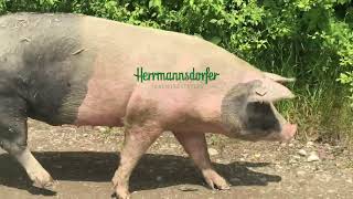 Herrmannsdorfer Mastschweine