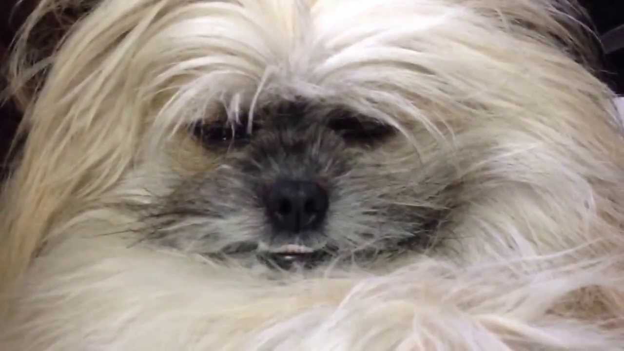 おじいちゃんみたいな顔の犬 癒しのペット動画まとめ