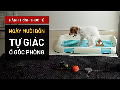 Chó con tự giác vệ sinh ở quây lớn