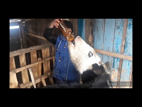 СПАСАЕМ БЫКА/ВСТАЛ ЖЕЛУДОК!