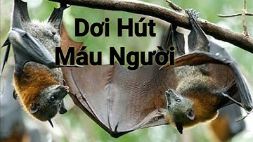 PHÁ ĐẢO CẦN GIỜ Phần 1 - Tham quan Khu du lịch Vàm Sát xem đầm Dơi và cái kết quá sức tưởng tượng