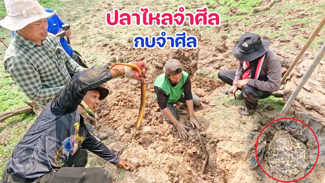 หาปลาไหลจำศีล กบจำศีล ในฤดูแล้ง ขุดรูเดียวได้ 2 ตัว หมานมาก