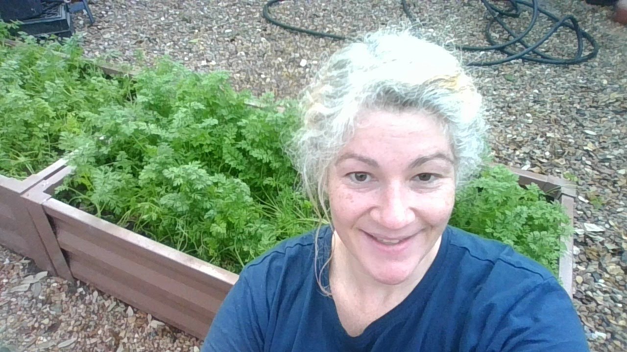 Thinning Carrots Maximizing Multiplying Harvest South Texas Urban