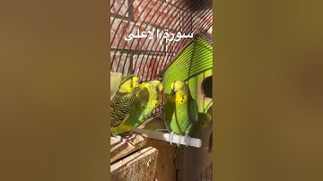 #سورة_الأعلى #قرآن #مشاري_العفاسي #المصحف #اكسبلور #العراق #طيور #البادجي #quran #birds #budgies