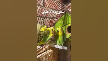 #سورة_الأعلى #قرآن #مشاري_العفاسي #المصحف #اكسبلور #العراق #طيور #البادجي #quran #birds #budgies