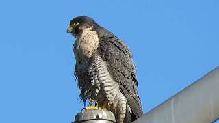 My best DVD Peregrine Falcon Boeing