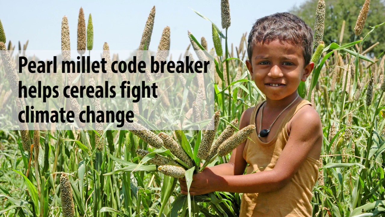 Pearl millet genome sequence provides a resource to improve agronomic traits in arid environments - YouTube