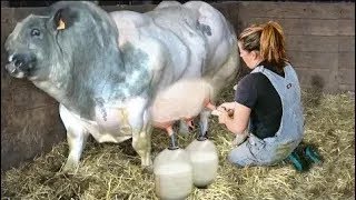 Farm #Withme Animal Rescue Baby Calf Born Incredible Cow Milking Hoof Trimming Smart Farming 2024