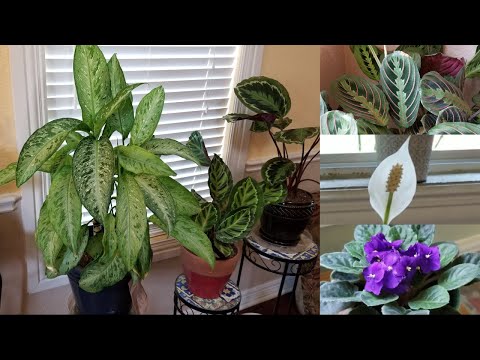 Video: Plantas De Interior En Tu Cocina