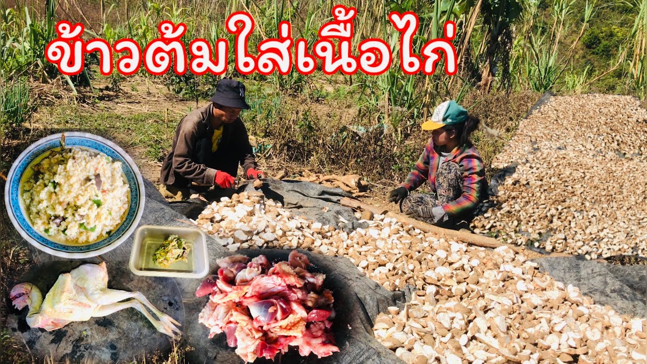 ขุดมันไทยมาตากแดด ต้มข้าวเปียกใส่เนื้อไก่อย่างอร่อย - อาเตือย