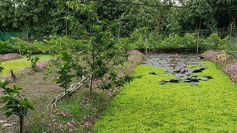 Nuôi Ốc Bươu Đen Dưới Ao Đất Đạt Thấy Mê - Trại Ốc Văn Hải