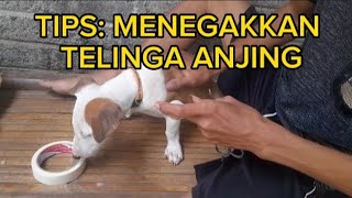 cara menegakan telinga njing