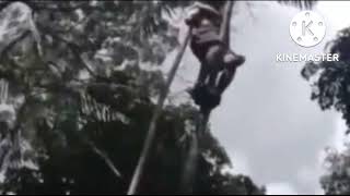 Anil Naik - MyPost: 80-year-old climbs the coconut tree in the traditional way.You will be shocked!