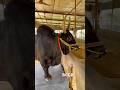 Biggest fighter bull 2025  #cow #bull #bullfarm #biggestbull #qurbani