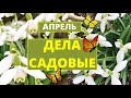 Работы в саду в апреле. Теплая солнечная погода подбадривает