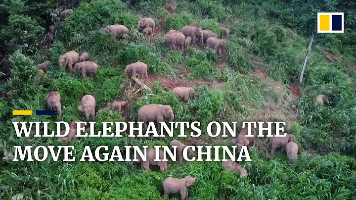 China’s wild elephants roaming again outside nature reserve in Yunnan province - DayDayNews