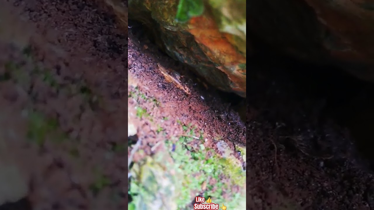 MICRO JUNGLE EXPLORER*(MICRO CAVE-240)