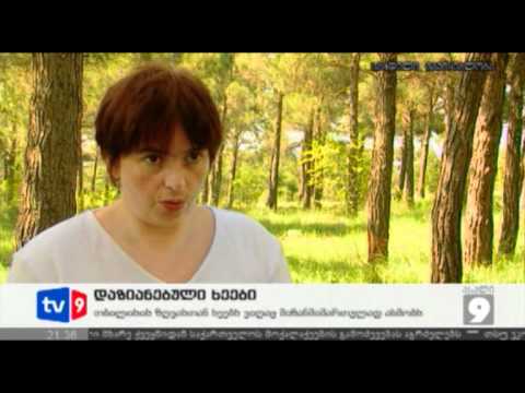 ახალი 9 | დაზიანებული ხეები | 13.06.12