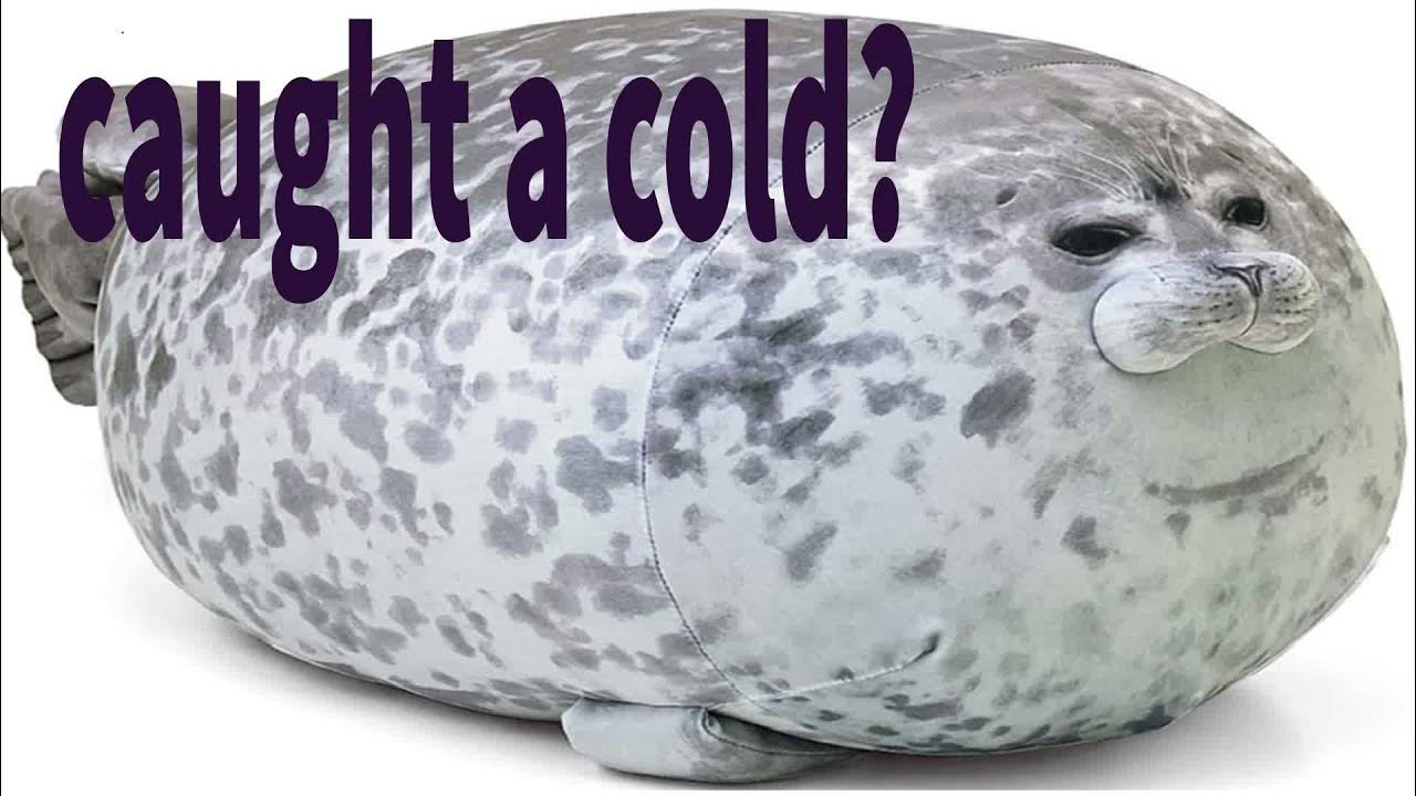 Sneezing Seal YouTube