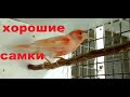 Сколько выводков Канарейка делает за сезон размножения .